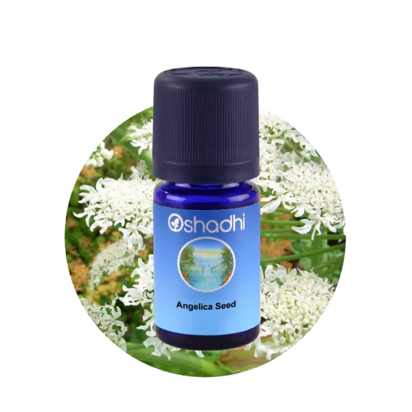 Angelica - kvan 1ml